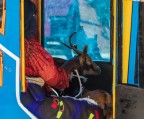 Nel tuc tuc