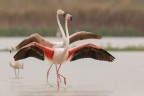 Fenicotteri