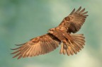 Falco di palude Falco di palude