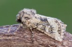 Albina Albina