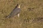 Sparviere (Accipiter nisus) Sparviere (Accipiter nisus)
