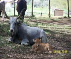 La mamma con il suo vitellino che rappresenta per loro come per noi il presente e il futuro della vita