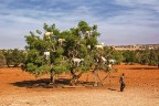 l'albero delle capre
