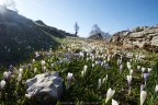 E' scoppiata la primavera E' scoppiata la primavera