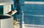Passero Passero