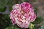 Este in fiore... Este in fiore...