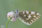 Pontia edusa Pontia edusa