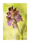 Orchis purpurea