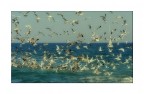 Banchetto a mare... Banchetto a mare...