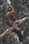 Aquila reale Aquila reale