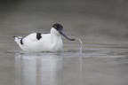 L'avocetta, limicolo molto particolare per via del suo becco all'ins�, crea un bel "gioco d'acqua" quando tira su la testa dall'acqua alta.