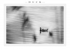 ::: D U C K ::: ::: D U C K :::
