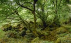 Bosco dei tigli Bosco dei tigli