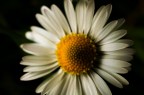 Daisy Daisy