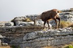 Il camoscio 2 Il camoscio 2