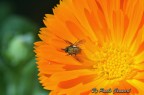 Sopra la calendula Sopra la calendula