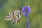 Macaone_Papilio machaon