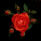 *** La mamma con i cuccioli***