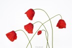 rosso papavero