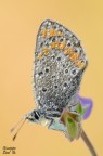Imperlata Imperlata
