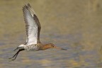 Pittima reale (Limosa limosa) Pittima reale (Limosa limosa)