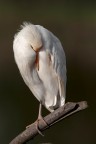 Ammantato dal sonno alle prime luci... Ammantato dal sonno alle prime luci...
