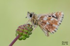 Spialia sertorius