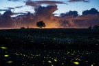 Quando la natura dipinge. Lucciole. Quando la natura dipinge. Lucciole.