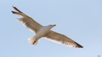 Gabbiano reale in volo Gabbiano reale in volo