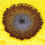 Girasole Girasole