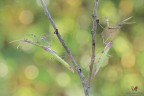 Empusa pennata �