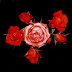 ***I cuccioli crescono e le mamme imbiancano***