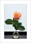 Rosa Rosa