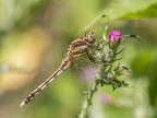 Libellula Libellula
