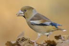 Frosone_DSC4125 Frosone_DSC4125