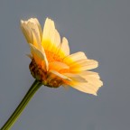 Prima prova di Focus stacking