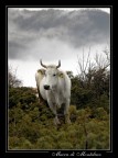 Mucca Mucca