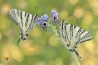 Iphiclides podalirius² Iphiclides podalirius²