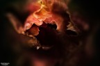 Non faccio foto di fiori
