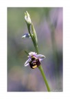 Ophrys Ophrys holosericea