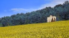 Girasoli Girasoli