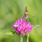 Polygonia su fiore di trifoglio