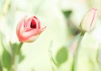 Tulipani Tulipani