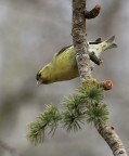Lucherino Lucherino
