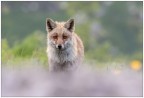 Fox Fox