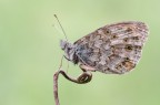 Lasiommata maera Lasiommata maera