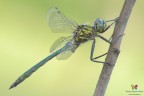 Somatochlora meridionalis (Nielsen, 1935) ♂ Somatochlora meridionalis (Nielsen, 1935) ♂