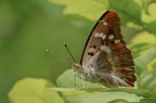 Apatura ilia Apatura ilia