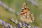 Vanessa cardui