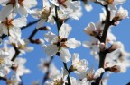 primavera primavera